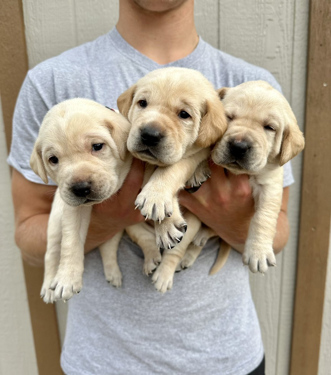 We have puppies available! Dm if you are interested.