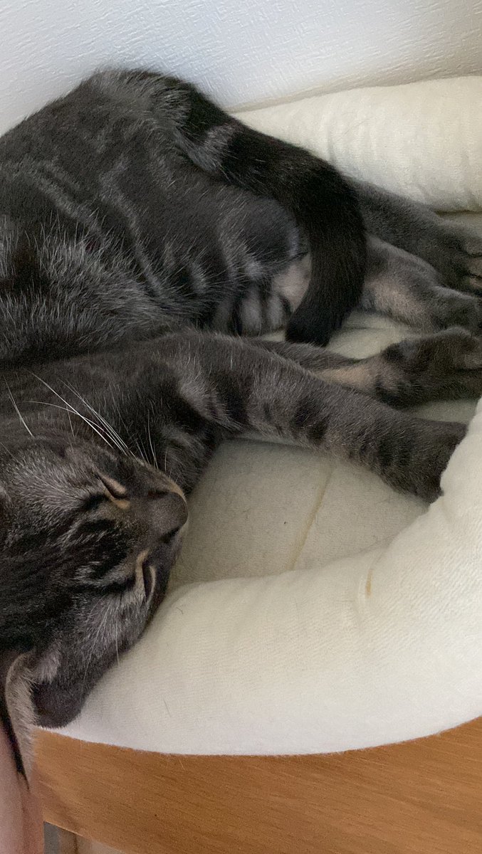 kamimayaa710's tweet photo. よなかにおもちゃをママのうえにおいたのはぼくです
#americanshorthair #cat #bluetabby #tokyo #japan #catlover #アメリカンショートヘア #ブルータビー #猫 #ねこ #2歳 #2yearold #24months https://t.co/fFJwYsQL16