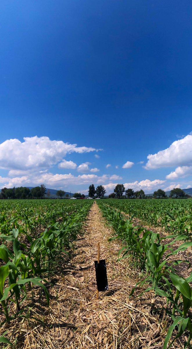 Así se hace agricultura de conservación en el bajío mexicano 

#YoSiembroAC