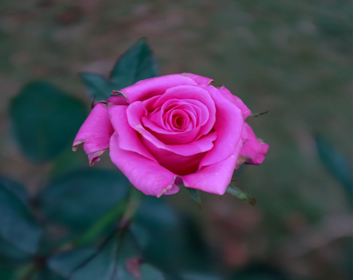 Tareeq Iqbal Mohammed (@tareeqiqbalmohd) on Twitter photo Garden Rose🌹
#RoseWednesday
#flowerphotography <a href="/ThePhotoHour/">#ThePhotoHour</a> <a href="/RosebankTheZone/">The Zone @ Rosebank</a> #rose <a href="/photooftheday/">Photos of the Days</a> <a href="/IndiAves/">IndiAves</a>
<a href="/BrainnPower/">🦚My Green Zone🦚</a>
#Hyderabad <a href="/DavidMariposa1/">David</a> <a href="/AnnaBellaPics/">🌱Annie🌸📷</a> @flow_er0
<a href="/KalyaniMuktevi/">Kalyani Sharma</a> <a href="/KitChitKat/">❄️May Peace Prevail❄️</a> #TwitterNatureCommunity <a href="/InderMendiratta/">🪴My Green Park🪴</a> <a href="/BeeAsMarine/">🐝 Dr. Marine TREBAUL Ⓥ𓃟 PhD - #SDGs - #Breton</a> Garden Rose🌹
#RoseWednesday
#flowerphotography <a href="/ThePhotoHour/">#ThePhotoHour</a> <a href="/RosebankTheZone/">The Zone @ Rosebank</a> #rose <a href="/photooftheday/">Photos of the Days</a> <a href="/IndiAves/">IndiAves</a>
<a href="/BrainnPower/">🦚My Green Zone🦚</a>
#Hyderabad <a href="/DavidMariposa1/">David</a> <a href="/AnnaBellaPics/">🌱Annie🌸📷</a> @flow_er0
<a href="/KalyaniMuktevi/">Kalyani Sharma</a> <a href="/KitChitKat/">❄️May Peace Prevail❄️</a> #TwitterNatureCommunity <a href="/InderMendiratta/">🪴My Green Park🪴</a> <a href="/BeeAsMarine/">🐝 Dr. Marine TREBAUL Ⓥ𓃟 PhD - #SDGs - #Breton</a>