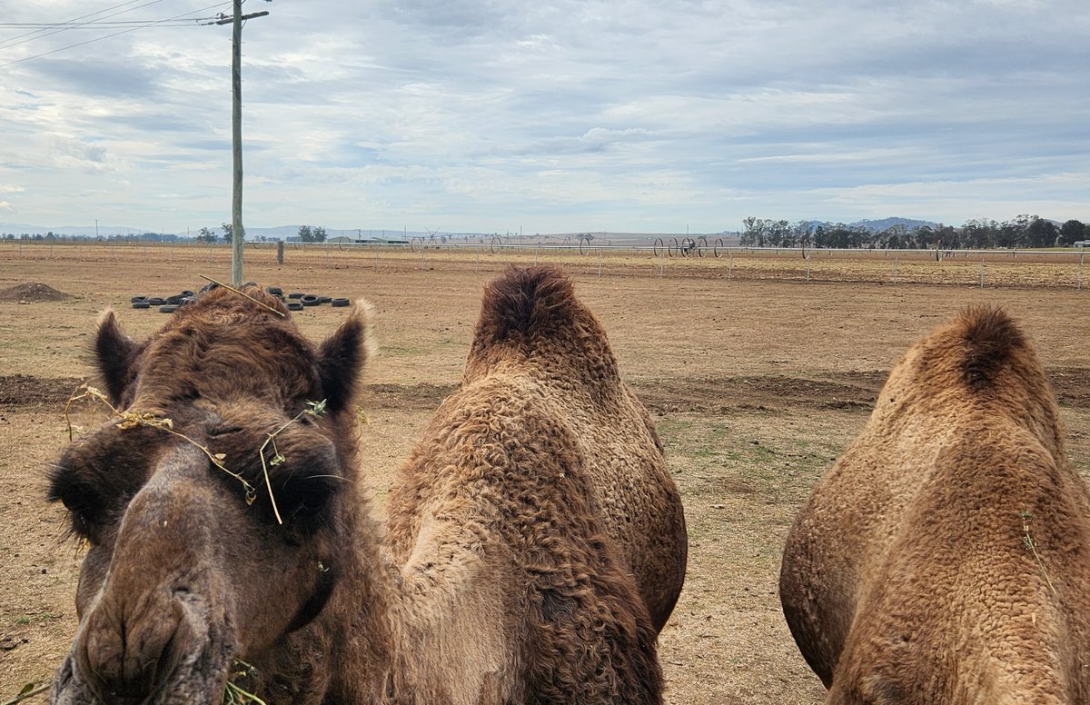 Happy “hump” day young farmers!!🐪🌾

#nswyoungfarmers #nswfarmers #camelmilkaustralia
