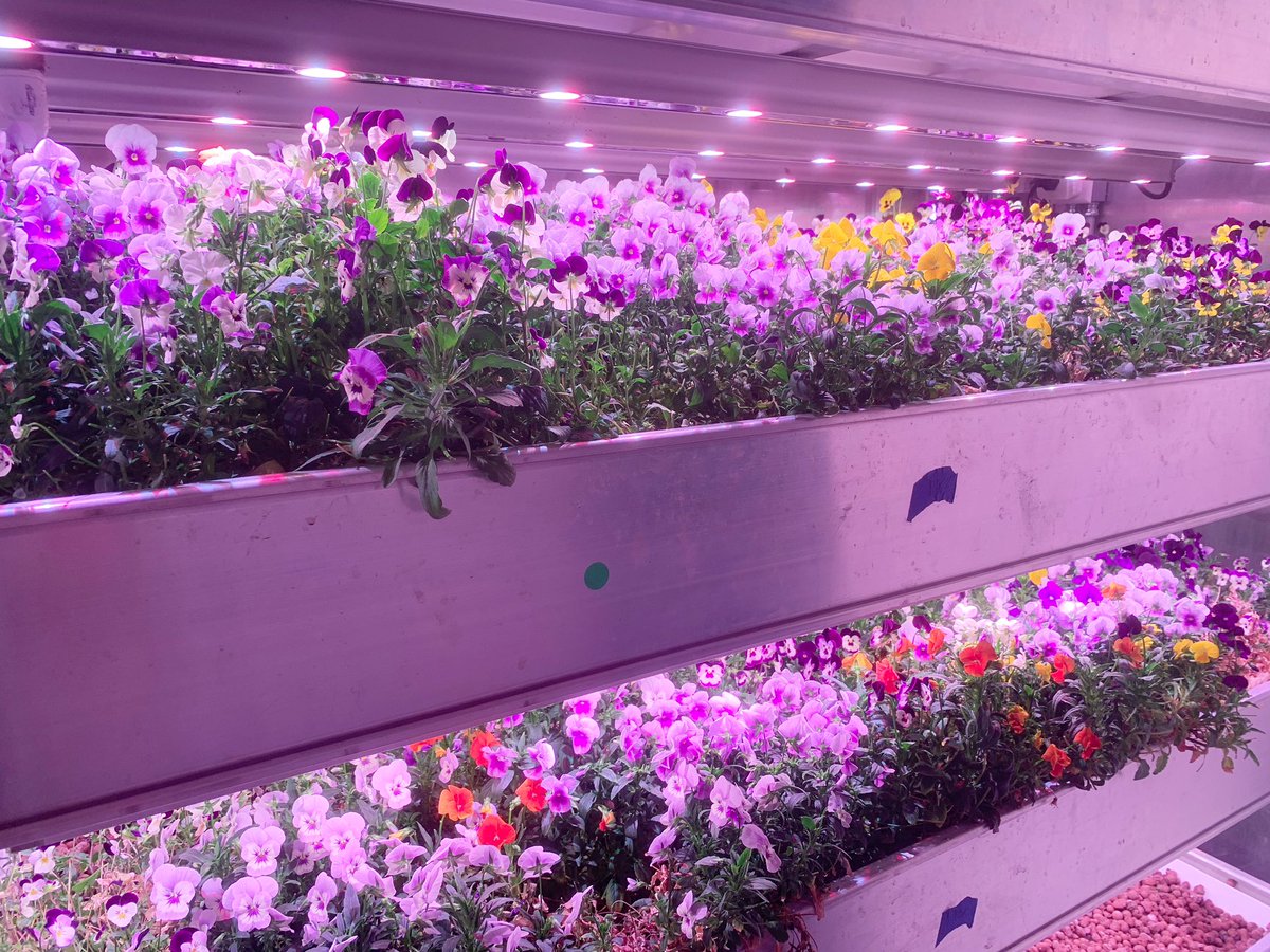 Produire une grande quantité de fleurs comestibles (violettes)de manière durable, c’est possible avec 1 système aquaponique utilisant de l’eau de pluie et de l’énergie (de panneaux) solaire.Après être coupées, elles fleurissent de nouveau en quelques jours seulement #aquaponique