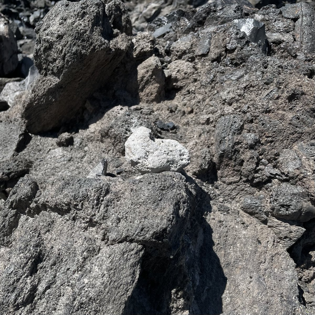 Deschutes National Forest tweet media