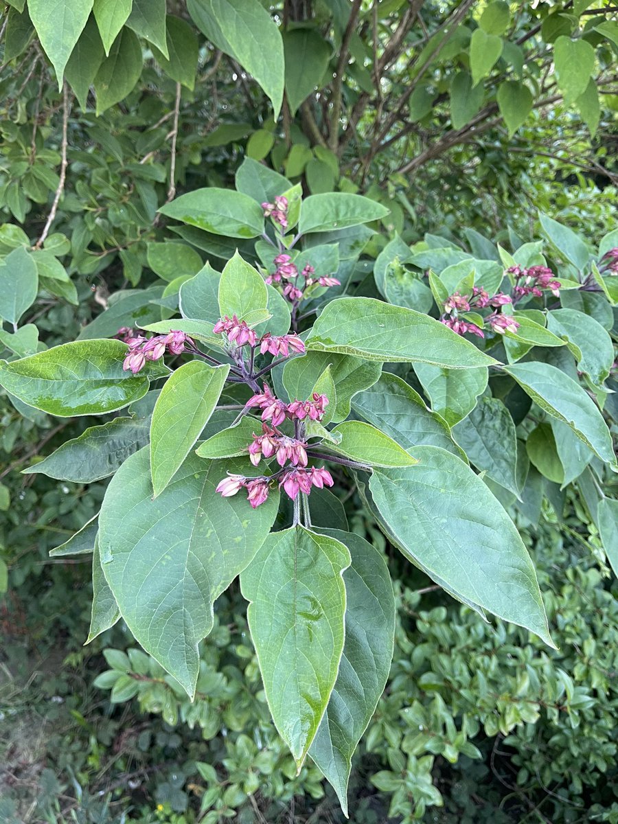 GEOsurveys's tweet photo. Does anyone know the species of this shrub… apple can’t match it?

The leaves have a soft velvet feel to the underside and a strong eggy tobacco fragrance. https://t.co/8Zm28MspcT