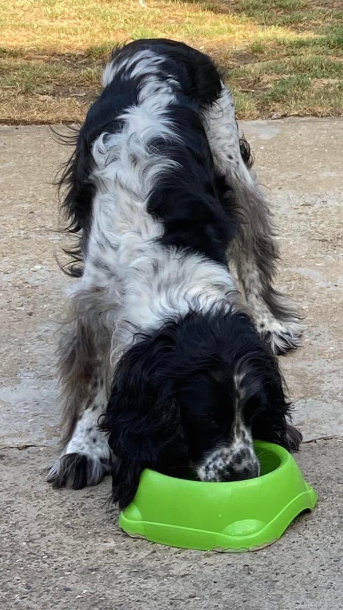 JustineQuirk's tweet photo. #Missing Digby’s appeal

Please look at the photos below &amp; call @DogLostUK in the strictest confidence if you’ve ANY information on missing Digby 💔

Missing since 15th April 2023, he is desperately missed and his family are heartbroken 💔 

#LostDogsLive https://t.co/JQNWWR7n5k