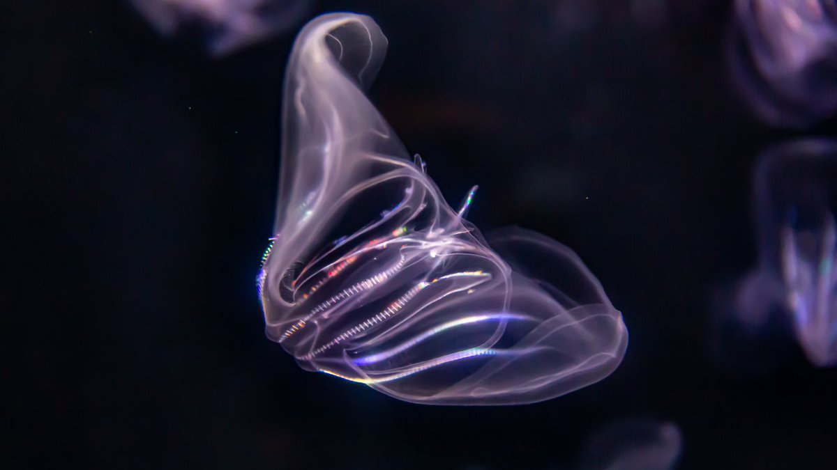 PacBio's tweet photo. #PacBio assemblies helped shake the tree of life close to its base!
The authors report new chromosome-scale genomes supporting ctenophores as sisters to other animalsโproviding a new framework for our understanding of #evolution.
https://t.co/91kRdvqWgN
#PoweredByPacBio https://t.co/unaCOtMt8F