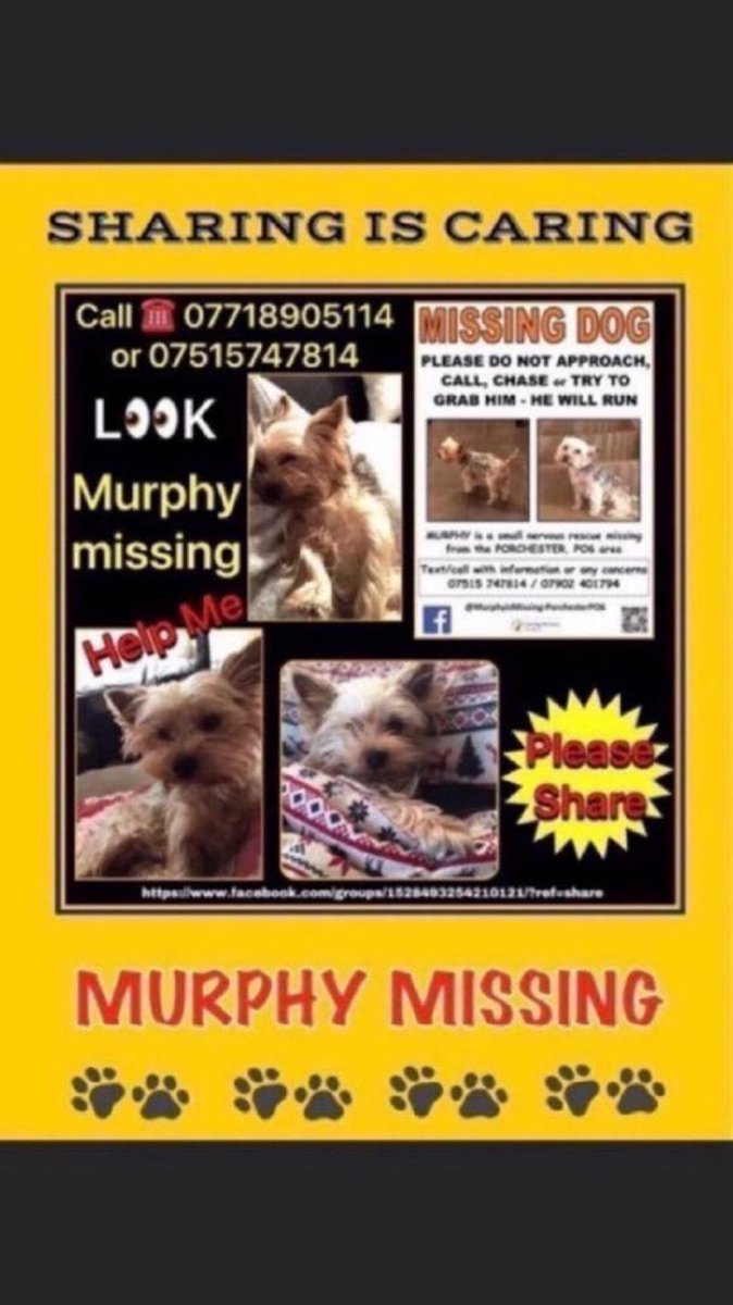 LisaClareRead2's tweet photo. Little Murphy has been missing a year now from the Paulsgrove area, #Porchester #PO6 Have you seen this little lad? Has he been picked up? Do the right thing and help get him home where he belongs. 🙏💕🐾 Thank you 🙏  #lostdogslive #findMurphy #YorkshireTerrier #rehomehour https://t.co/GI5QEelXgY