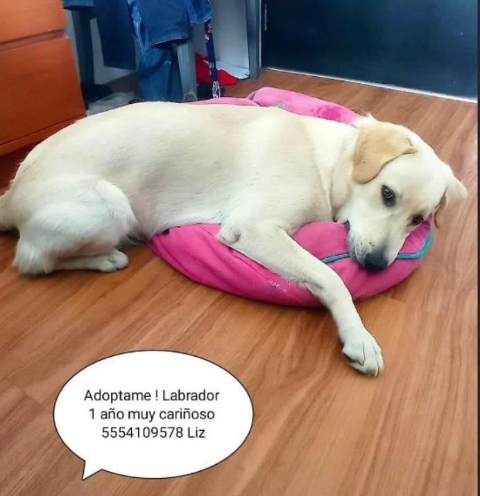 Entrepyg's tweet photo. Esta belleza necesita una familia que la quiera para siempre. Nos ayudan a que llegue a esa familia con sus Rt's? 

#adopta #adoptable #adoptanocompres #CdMx 🇲🇽 https://t.co/voN5OMcjeY