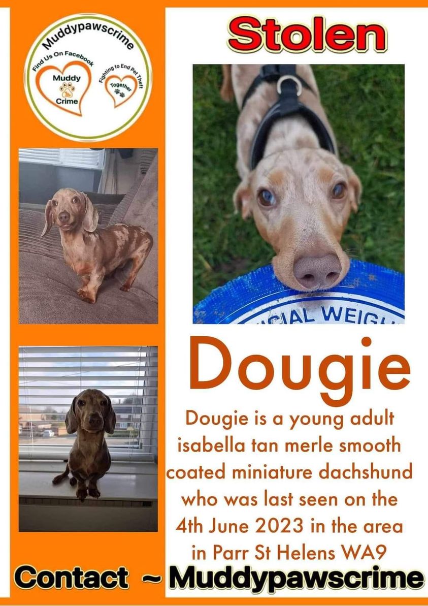 gelert01's tweet photo. #LostDogsLive #Dougie missing 04/06/2023
#St #Helens #WA9  FB group : https://t.co/UNMjvi2HrL https://t.co/1fWmV08Qjs