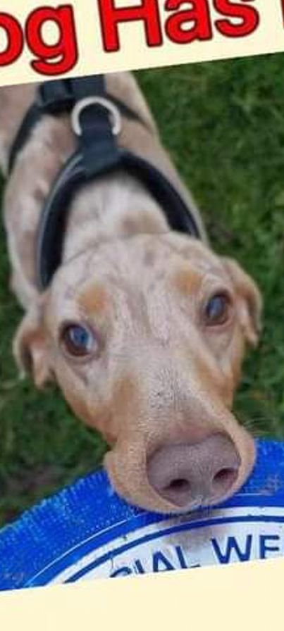 gelert01's tweet photo. #LostDogsLive #Dougie missing 04/06/2023
#St #Helens #WA9  FB group : https://t.co/UNMjvi2HrL https://t.co/1fWmV08Qjs