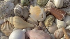 Destiny112_13's tweet photo. Seashells 🐚📷🫧 https://t.co/Bx5fVV2Wcd