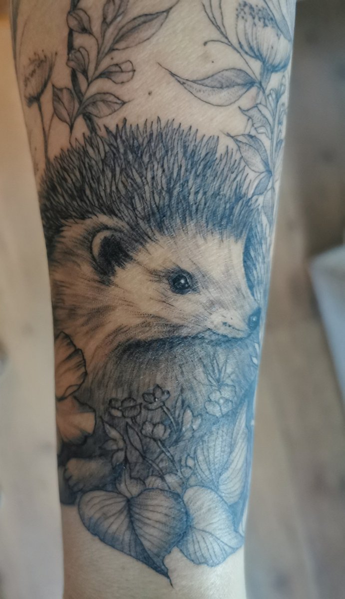 outlookisrosy's tweet photo. I'm a little bit in love with my tattoo artist 🥰 ... and this little fella! who the kids have named 'Pablo' 🦔
Operation 'midlife crisis sleeve' - Day 1 complete #INK #tattoo #natureink #tattoos https://t.co/XLwYlpyfay