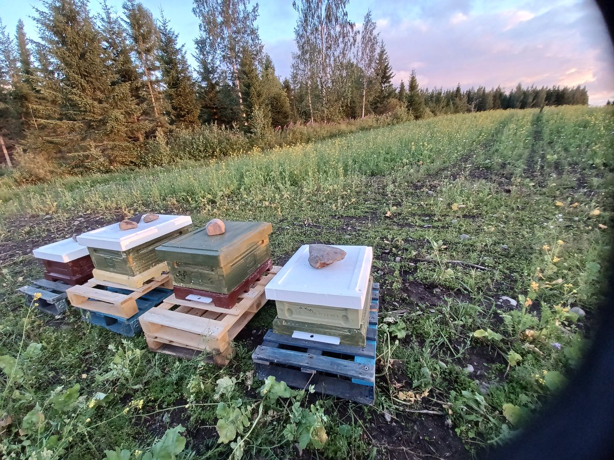 VuokkoMahonen's tweet photo. Rupsipellon uudet asukkaat. Rypsihunaka kiteytyy äkkiä joten tarhaajan pitää olla tarkkana korjuussa.
#rypsi #rypsihunaja https://t.co/Zg6CdeMakU