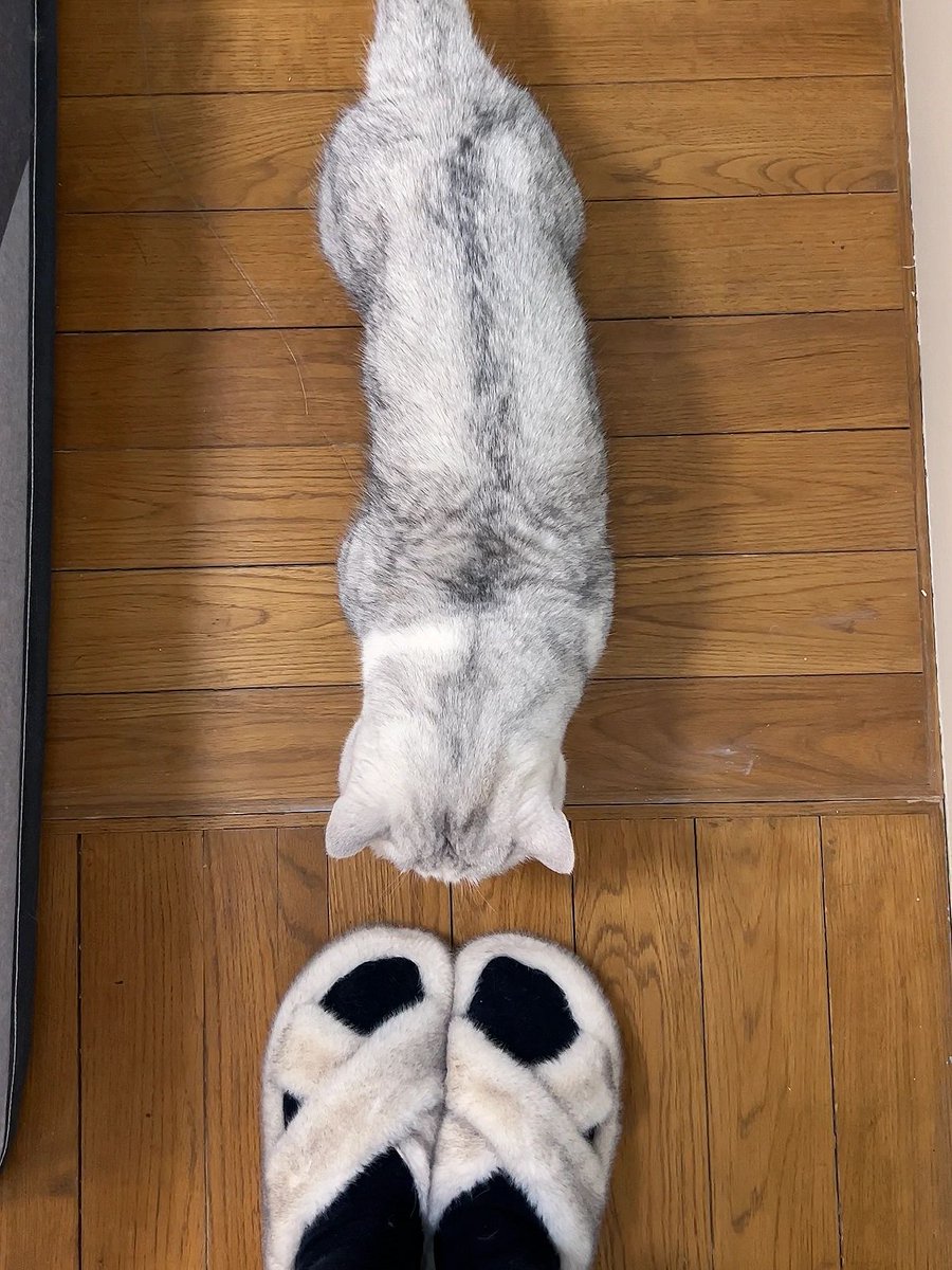 JonnePetson's tweet photo. Kittens will be made into slippers if they don't behave Pretend to make the same slippers out of your brother's fur for your child to scare your brother: mama I'll behave 😂#MyPetIsCute #MyPetPartner https://t.co/HVtndeg6bP