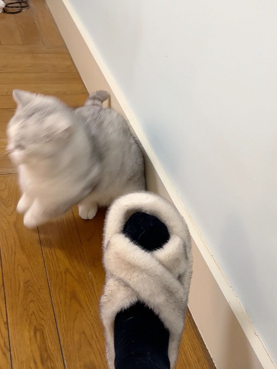 JonnePetson's tweet photo. Kittens will be made into slippers if they don't behave Pretend to make the same slippers out of your brother's fur for your child to scare your brother: mama I'll behave 😂#MyPetIsCute #MyPetPartner https://t.co/HVtndeg6bP