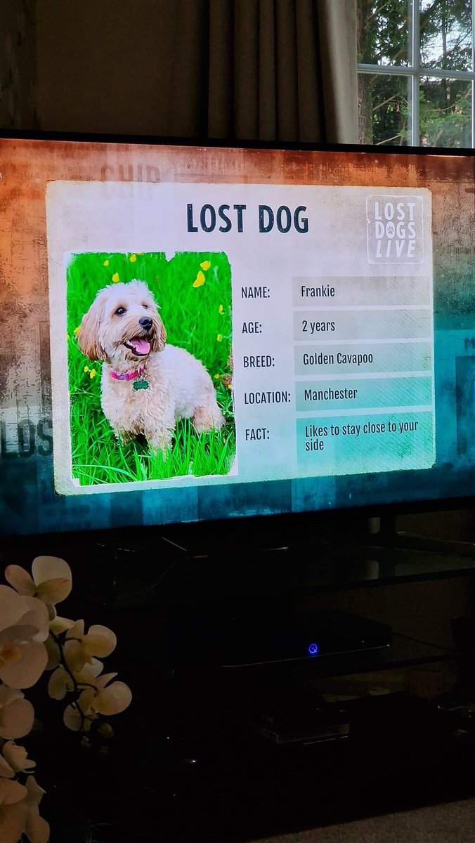 FindingFrankie tweet media