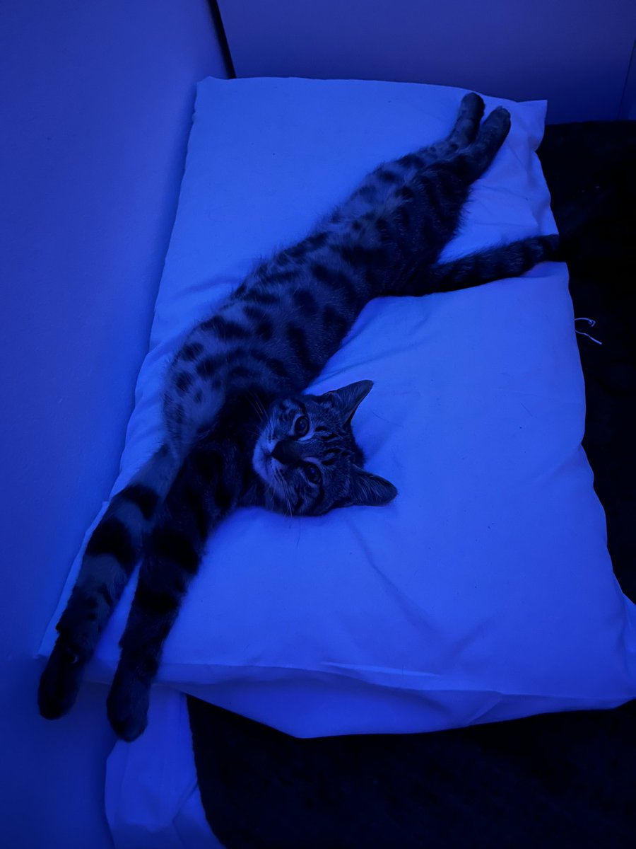 aellantia's tweet photo. Stretchy https://t.co/jtrN5zY6bt