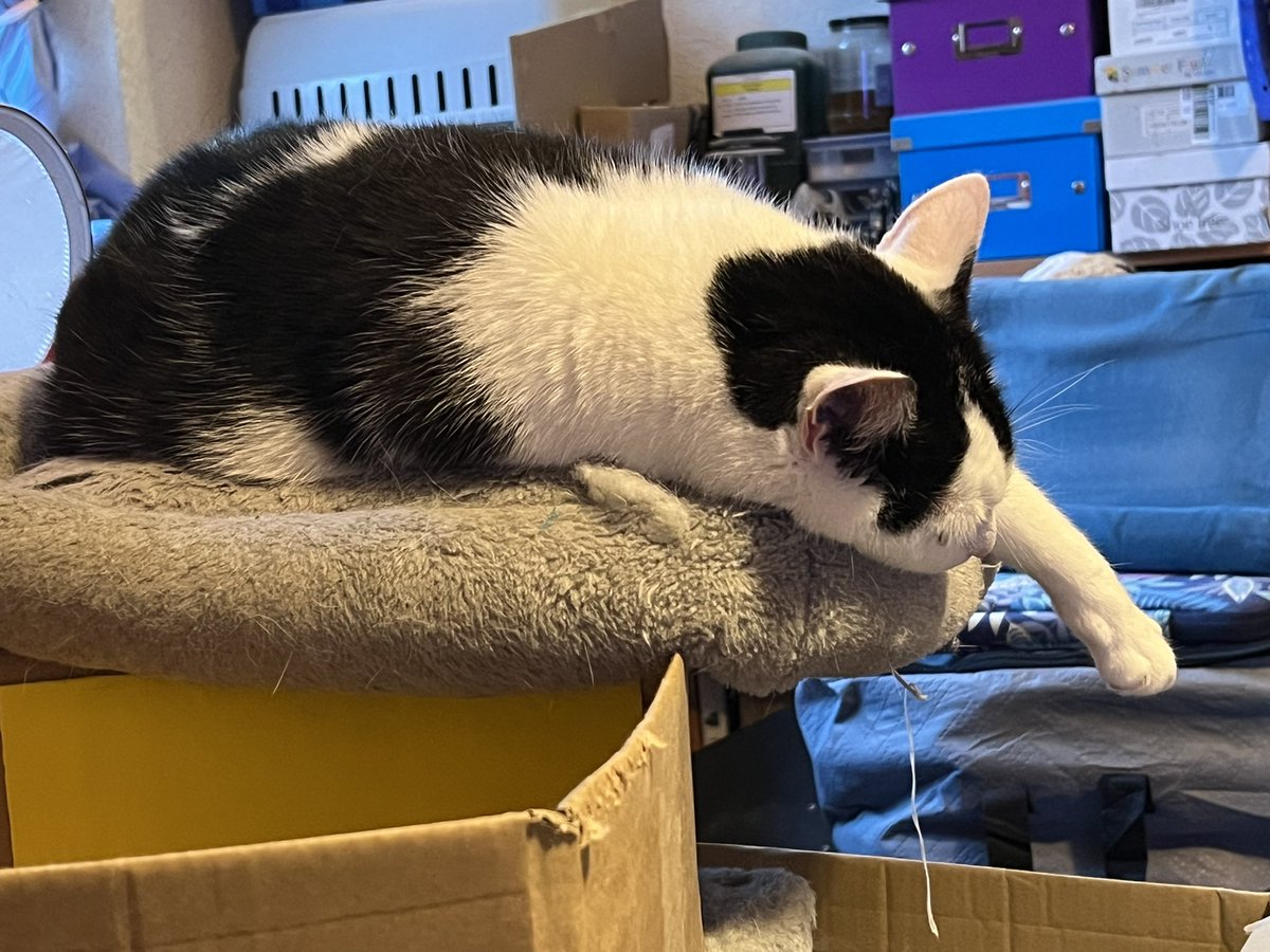 _APEXnow_'s tweet image. $CULT #modulusZK #zkEVM 
One of my boys, waiting for Testnet