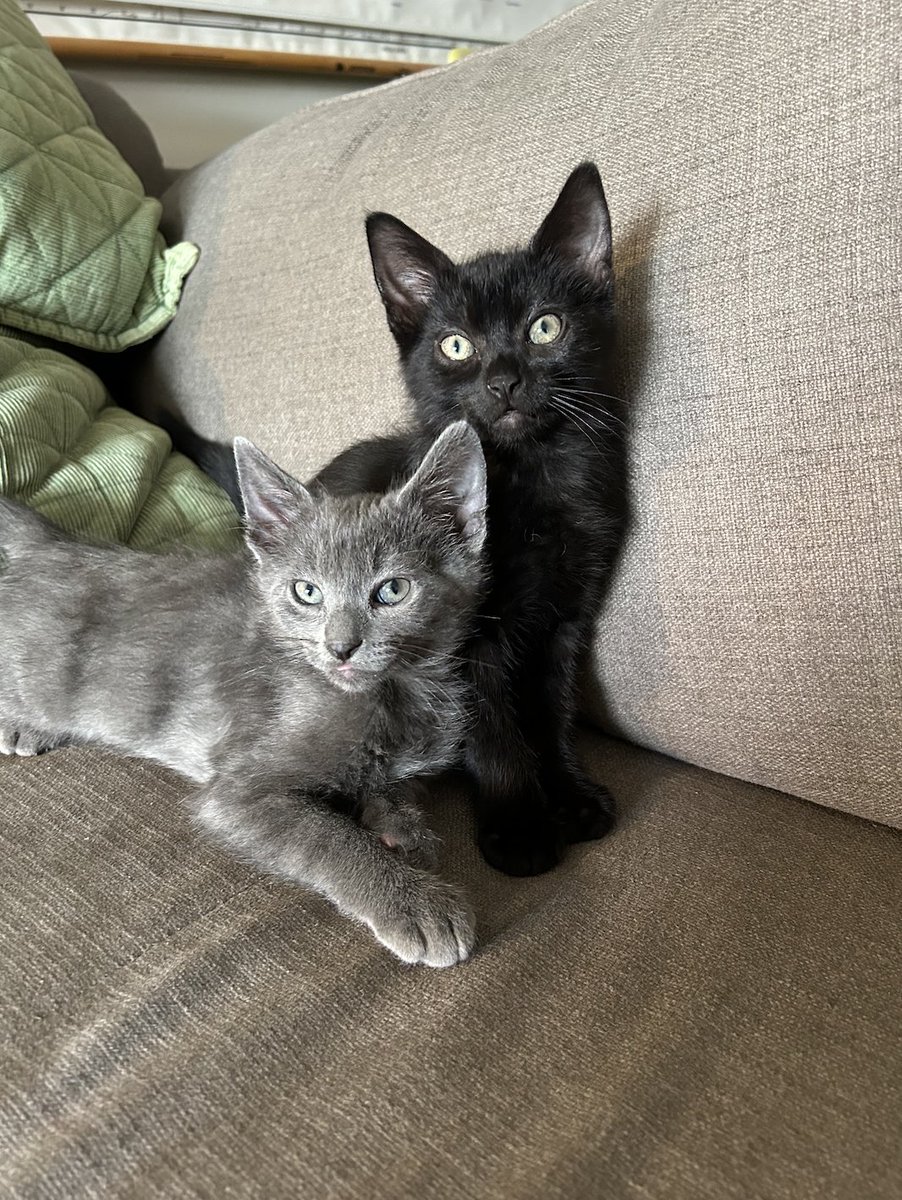 I don't really come on here anymore but I thought you'd all want to know that I got two tiny kittens, they are little beans, in just 5 and a 1/2 weeks they have grown so much and are now slightly bigger beans, they're very cuddly and perfect and their names are 🩶Seaweed &amp;🖤Moose