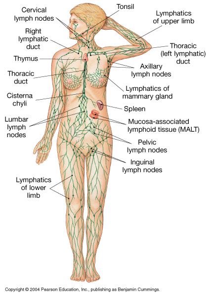 BioavailableNd's tweet photo. Did you know that we have more lymph liquid than blood? 

One subtle key to success to moving/training is the proper detoxification of this liquid.

Symptoms of stagnation:
- congestion and allergies 
- jawline or neck acne
- frequently ill
- constipation
- fatigue, wake up groggy
- body odor
- eczema and skin disorders
- cellulite

My fav ways to support lymphatic system: 
- Perry Nickelston's Big 6 (link below)
- Electrolytes
- Sunlight and movement 
- Gua Sha 
- Baking Soda/Mag baths
- Chlorophyll, fulvic/humic,dry freeze thymus, spleen, marrow.