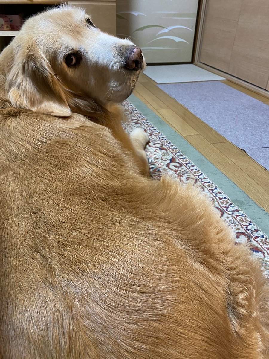 chakovalakovala's tweet photo. おはようございます🥭
梅雨明け後はいい天気が続きますが、今年は本当に暑すぎですね🥵今日のkovaｸﾝ地方は39℃予想らしい😱そろそろ☔️降らないかな❓️🤔
#研究生
#kovaｸﾝのお父さん
#わんわん応援団
#見守りワンコ
#犬好きさんと繋がりたい https://t.co/5iTCi1V1l5