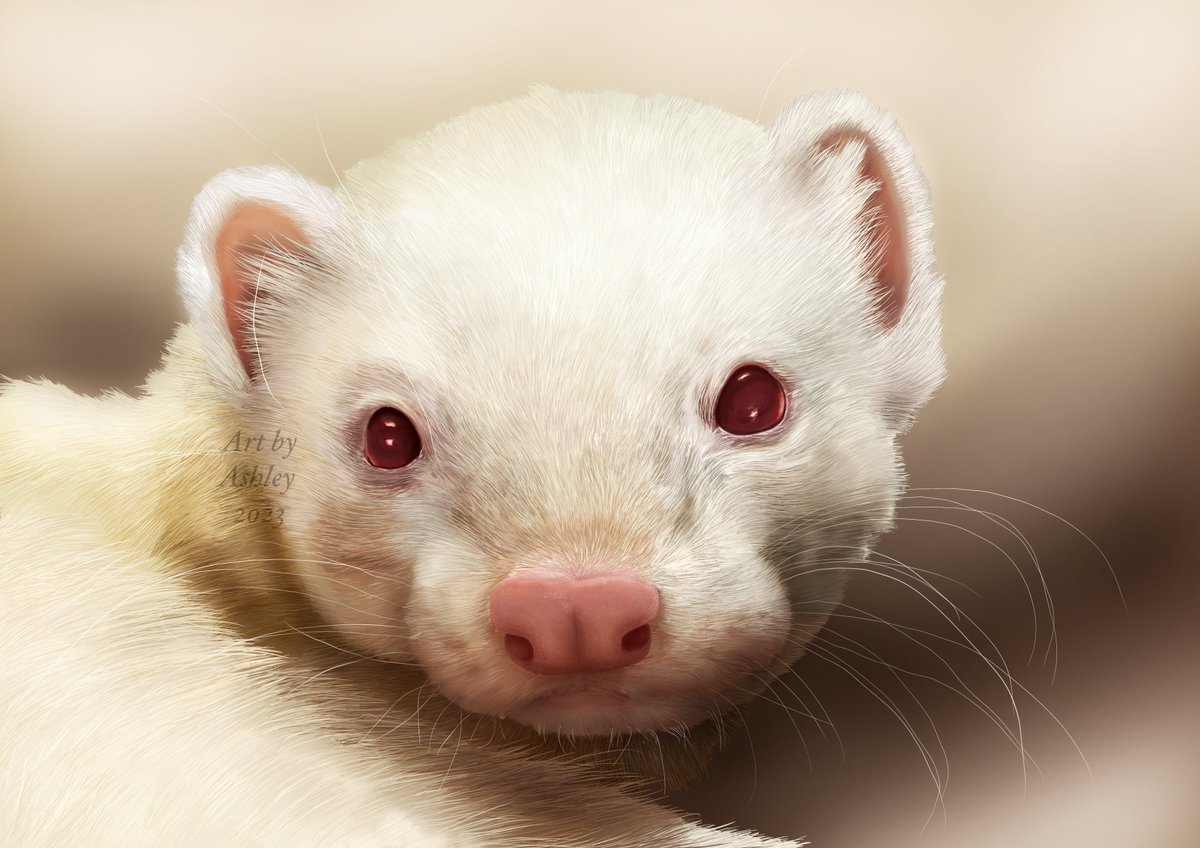 FerretMerch's tweet photo. A little bridge baby I drew a few months ago. <3 I had to wait for the shipping to arrive before posting this sweet face.
#ferrets #ferretlife #ferretlover #ferretsareeverything #Ferretsuk #ferretsrule #digitalart #digitalartist #digitalartwork #animalart #animalartist https://t.co/JkL4w9ALJi