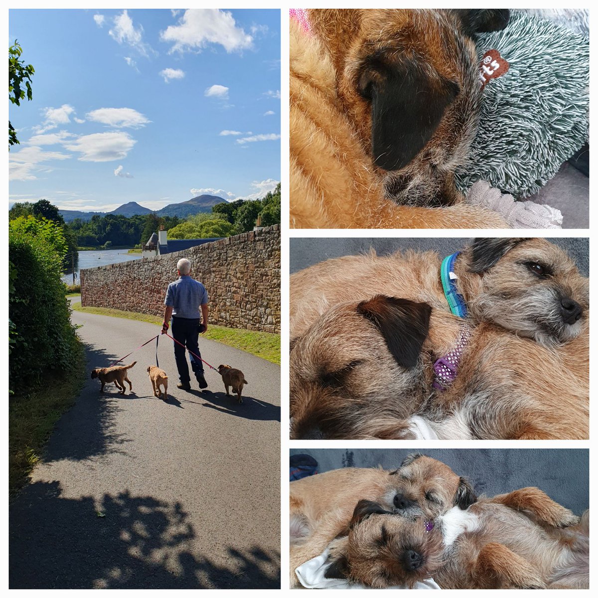 HWicket's tweet photo. #BTPosse #BTsInTheBorders #SUMMERVACATION #vanlife #Scotland #Day3 @HaggisBT, Me and Bogle have bin splorin! Hoomz bin shoppin' at #MainStTradingCo at #StBoswells - Highly recommended and V dog friendly π₯° https://t.co/pSrC6FNgHL