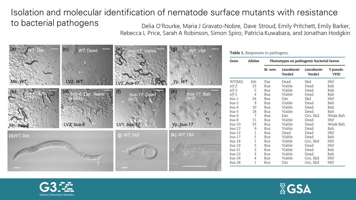 GeneticsGSA's tweet photo. O’Rourke et al. expand the set of #Celegans mutants with surface alterations that result in bacterial resistance and describe the molecular identification and more detailed characterization of ten genes. #G3Journal | https://t.co/2D5Ta4rlts https://t.co/E0afcEpynW