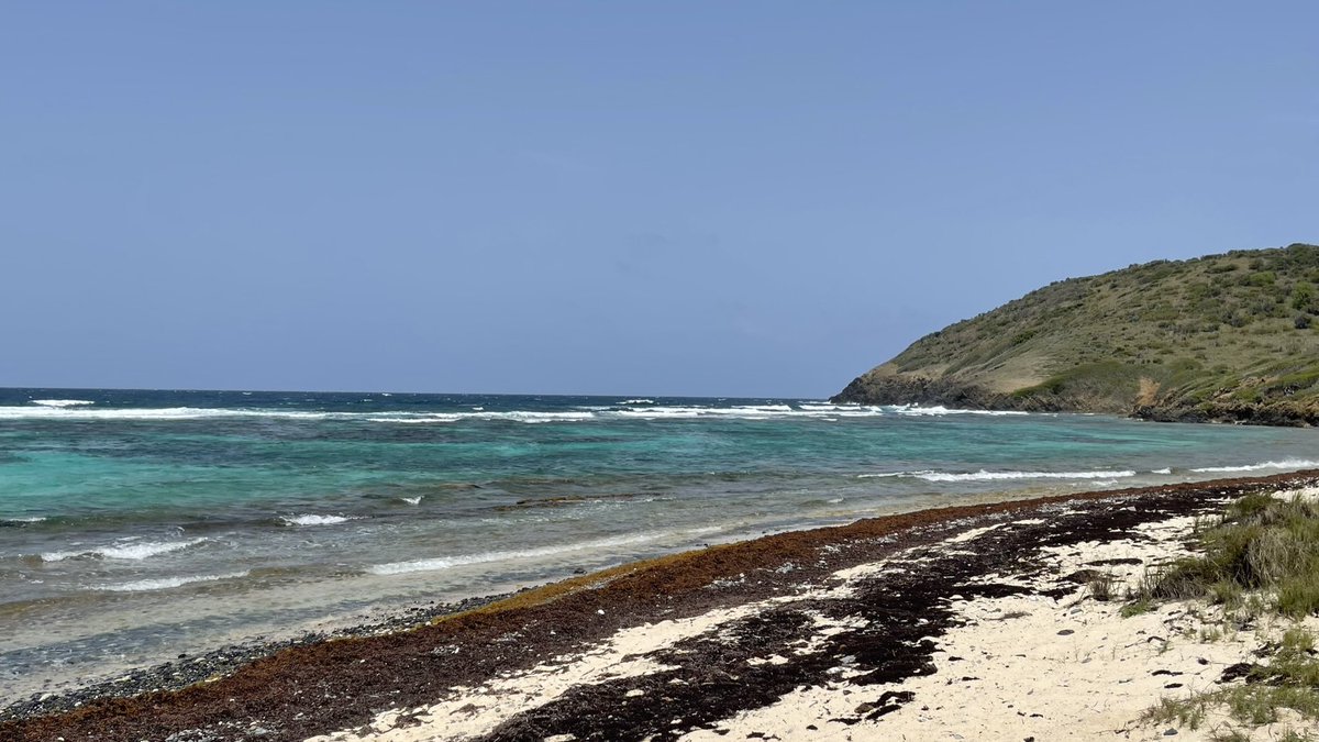 Alecia | Leisure Lambie tweet media