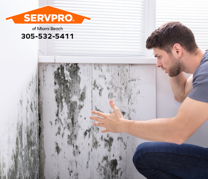 What Can I Do While Waiting for Professional Mold Removal Services in Miami Beach? We are leaders in mold remediation services in Miami-Dade County. #SERVPRO #SERVPROofMiamiBeach #MiamiBeach #FL #PropertyDamage #WaterDamage #FireDamage #Flooding #StormDamage