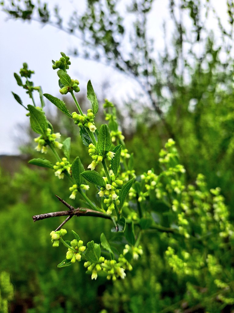 Comenzó la floración del tevo 🌼