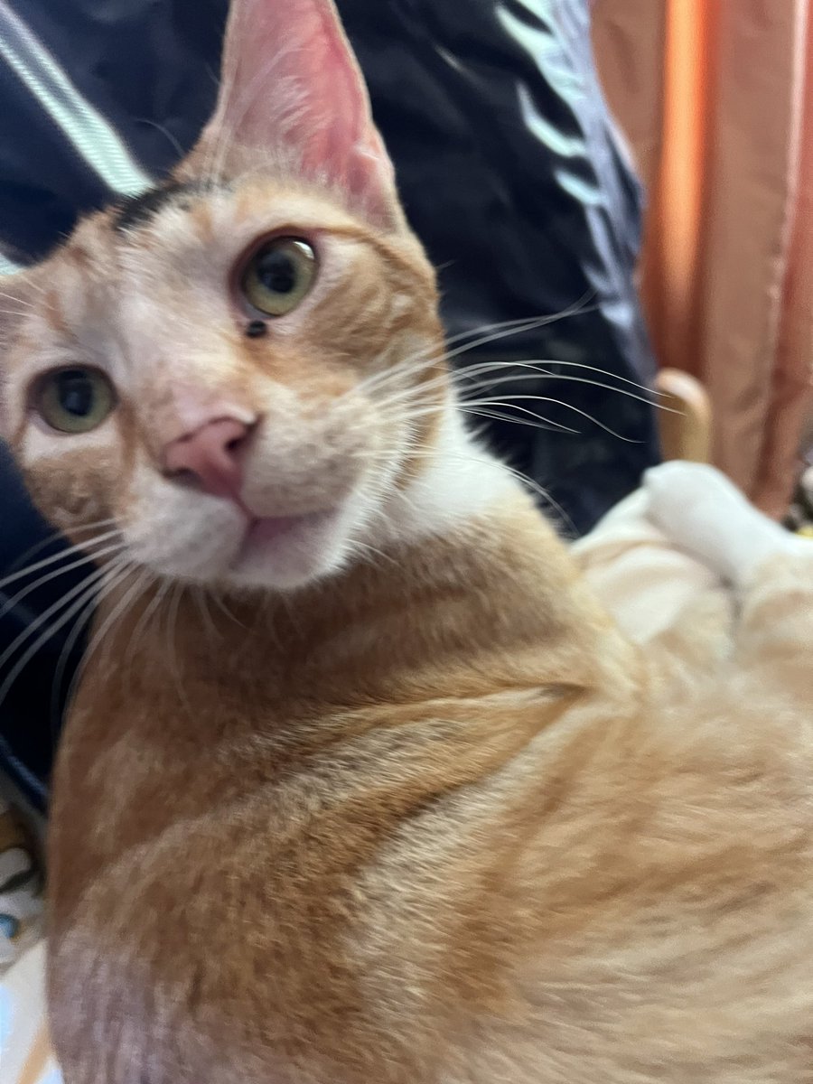 Me like to tweet
I thinks iz sweet.
Now what is X?
It makes me vexed.
No more birdie
He fly away