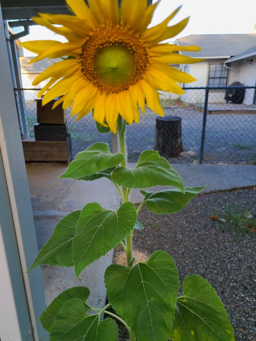 I grew this. I didn't mean to. Sunflower seeds were in the mix of birdseed and lo and behold, I grew
