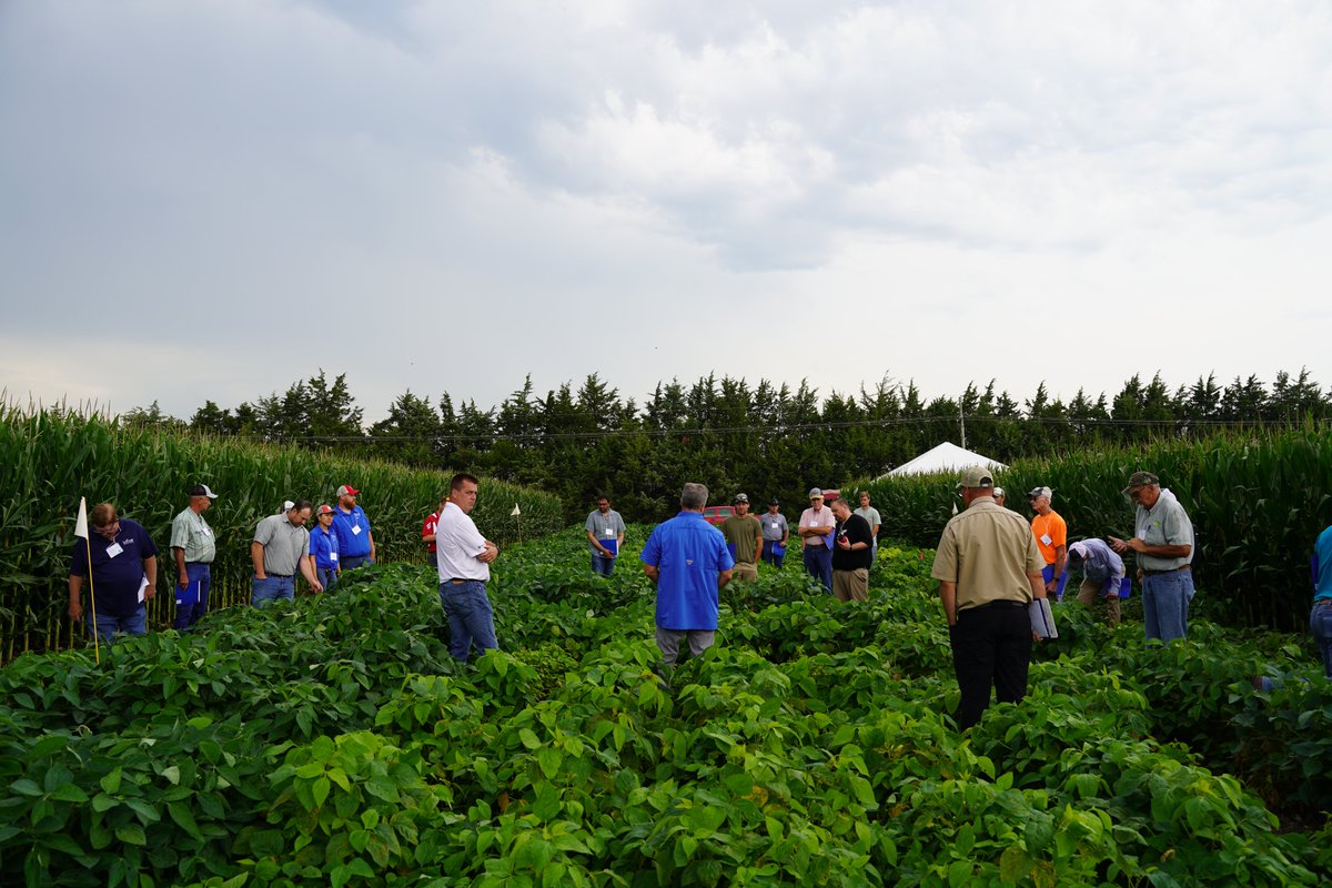 Nebraska Soybean Board (@nesoybeanboard) on Twitter photo Thanks to everyone who attended the Multi-State Soybean Gall Midge Field Day today <a href="/NebENREEC/">Univ of NE ENREEC</a>. It was an excellent opportunity to observe the pest and its injury and to learn about ongoing research/management efforts. #Nebraska #soybeans Stay updated at: soybeangallmidge.org Thanks to everyone who attended the Multi-State Soybean Gall Midge Field Day today <a href="/NebENREEC/">Univ of NE ENREEC</a>. It was an excellent opportunity to observe the pest and its injury and to learn about ongoing research/management efforts. #Nebraska #soybeans Stay updated at: soybeangallmidge.org