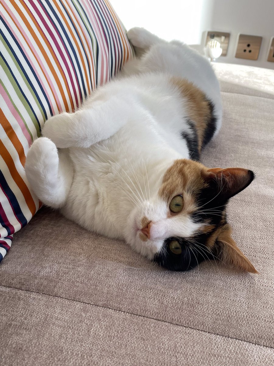 holly_pickle1's tweet image. Goodnight lovely friends💤 Today has been a difficult day for many and has shown an unpleasant side of Twitter. I’m sorry for any part I played. I love my Twitter friends and hope tomorrow we can return to spreading joy love and kindness💖🐾 #CatsOfTwitter #Hedgewatch #RescueCat