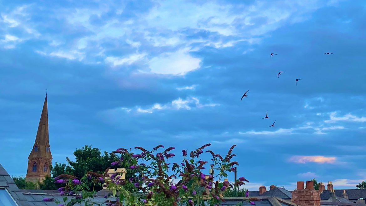 dublinswifts's tweet photo. These youngsters are throwing some shapes this evening. Magnificent https://t.co/EGpRcYAMmB