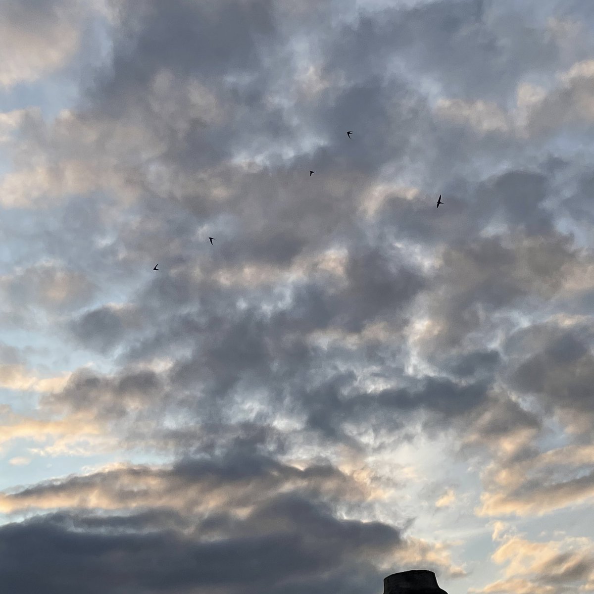 dublinswifts's tweet photo. These youngsters are throwing some shapes this evening. Magnificent https://t.co/EGpRcYAMmB
