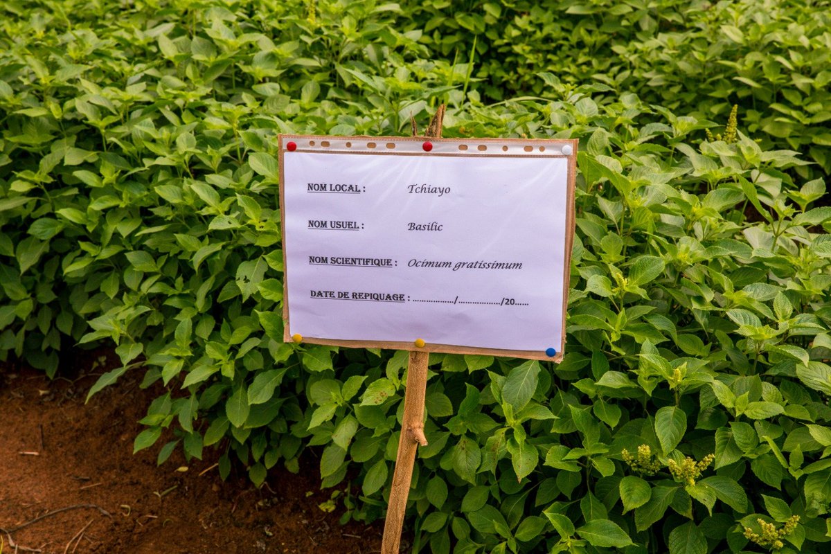 UNBenin's tweet photo. "De 28 tonnes/an avant #PADMAR financé par @FIDAfriqueOuest, @gouvbenin et fonds OPEC , nos légumes 🍅🫑 sont passées à 95 t., la papaye solo s'est accrue de 6 t. à 20 t./an." a déclaré Elodie L. Trésorière coop. #jeunes universitaires &amp; regroupés en #CJAA
#SupervisionPadmar2023 https://t.co/FlTiUdcrxL