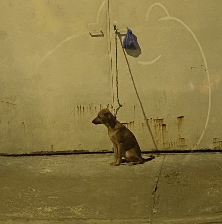 bbz_06's tweet photo. Necesito de su RT/ayuda URG.
Este caso es en el sur; a este perrito lo tienen amarrado día y noche. 
No se puede ni acostar con esa “cuerda” tan pequeña y está lleno de garrapatas. !¡Esto es inhumano!😔
@RescateAnimalEC @paultutiven @EmergenciasEc @EmergenciasGye https://t.co/7yGM756B1f