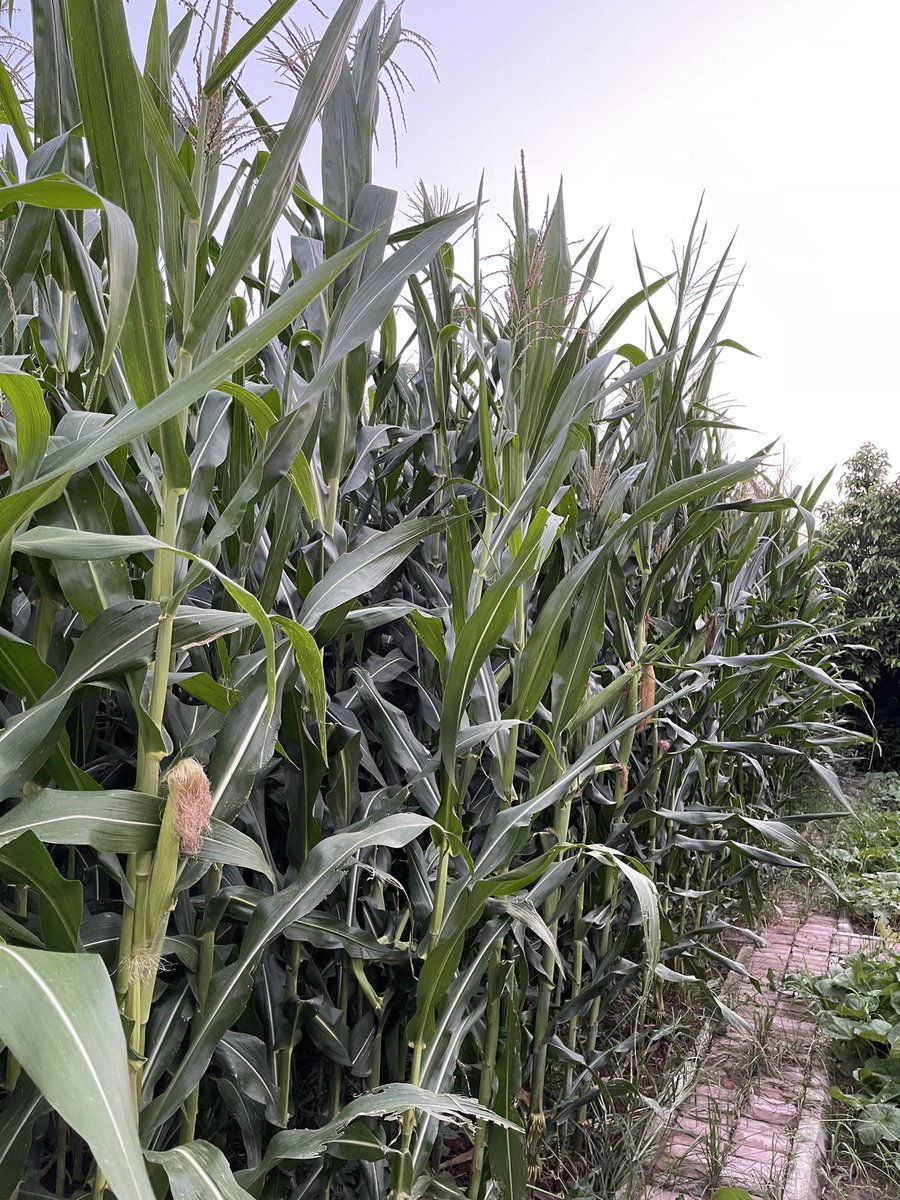 Corn growing in our vegetable patch. #GardeningTwitter #GardenersWorld #gardening #GardeningTwitter #organic #agricultural #corn #photograghy #NaturePhotograhpy #foodphotography #crop #vegetables #maize #nature #Naturelover #HomeGarden #Homegrown