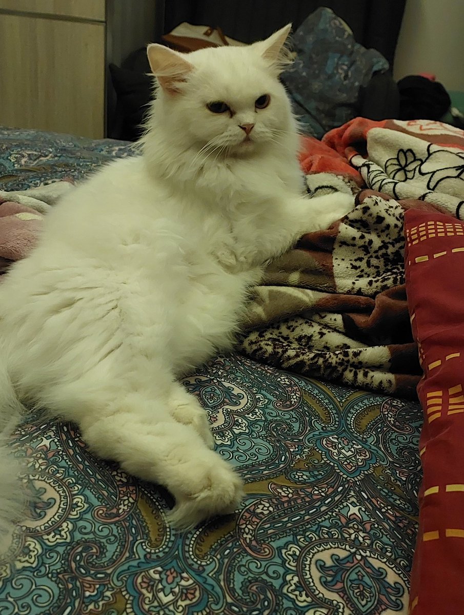 kitty_furbaby's tweet photo. Good nigh🌃🥱😴 #CatsOfTwitter #sleepykitty #CatsLover https://t.co/MrwPTVu7CW