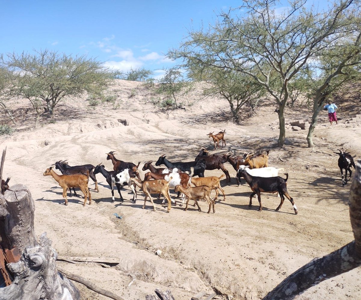 clarin_amazonas's tweet image. LA EEA #AMAZONAS DEL #INIA, EN MARCO DE LAS ACTIVIDADES DEL #PROCAP, REALIZÓ UNA ASISTENCIA TÉCNICA EN DESPARASITACIÓN, A PRODUCTORES DEL CASERÍO LA UNIÓN DEL DISTRITO EL MILAGRO PROVINCIA #UTCUBAMBA.

#ELCLARINAMAZONAS
