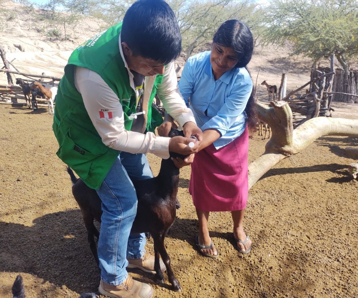 clarin_amazonas's tweet image. LA EEA #AMAZONAS DEL #INIA, EN MARCO DE LAS ACTIVIDADES DEL #PROCAP, REALIZÓ UNA ASISTENCIA TÉCNICA EN DESPARASITACIÓN, A PRODUCTORES DEL CASERÍO LA UNIÓN DEL DISTRITO EL MILAGRO PROVINCIA #UTCUBAMBA.

#ELCLARINAMAZONAS