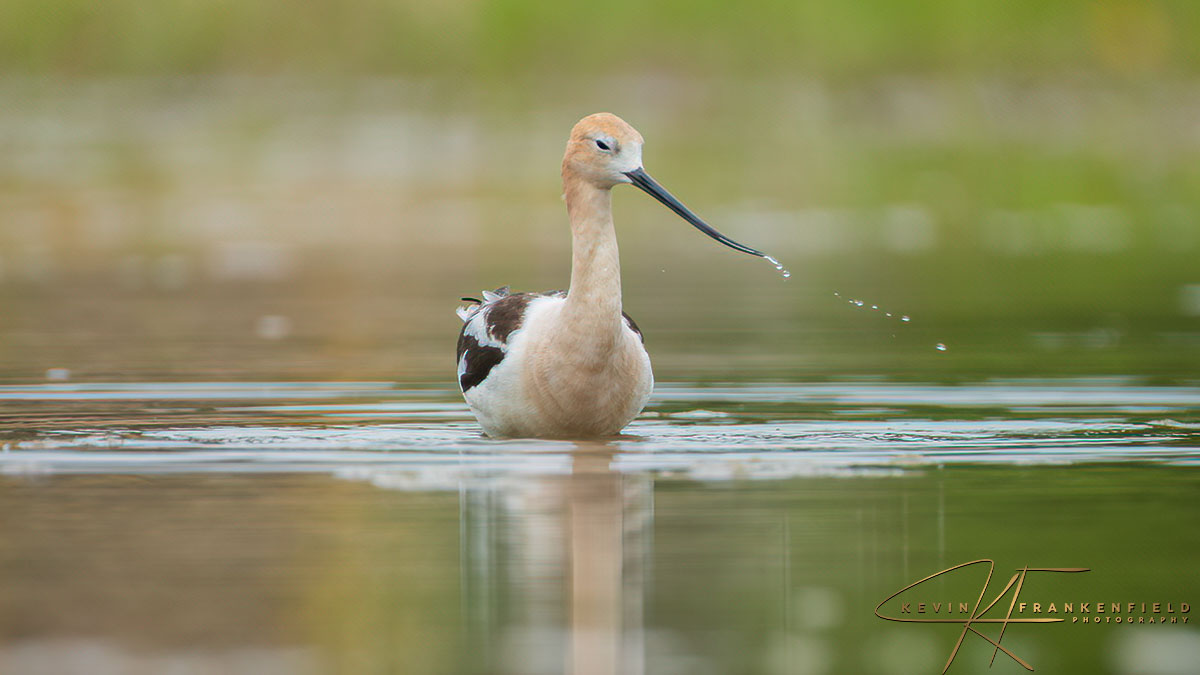 #americanavocet #birding #birdphotography #birdwatching #NaturePhotography