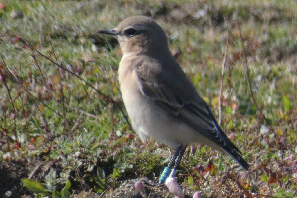 We’re nearing the end of the Wheatear ‘season’ @SkokholmIsland. Birds are ending their moults and will soon start to build up for their journey to the Sahel on the other side of the Sahara. H01 who was ringed as a ‘fluffy’ youngster on 21 June looks pretty much an adult now.