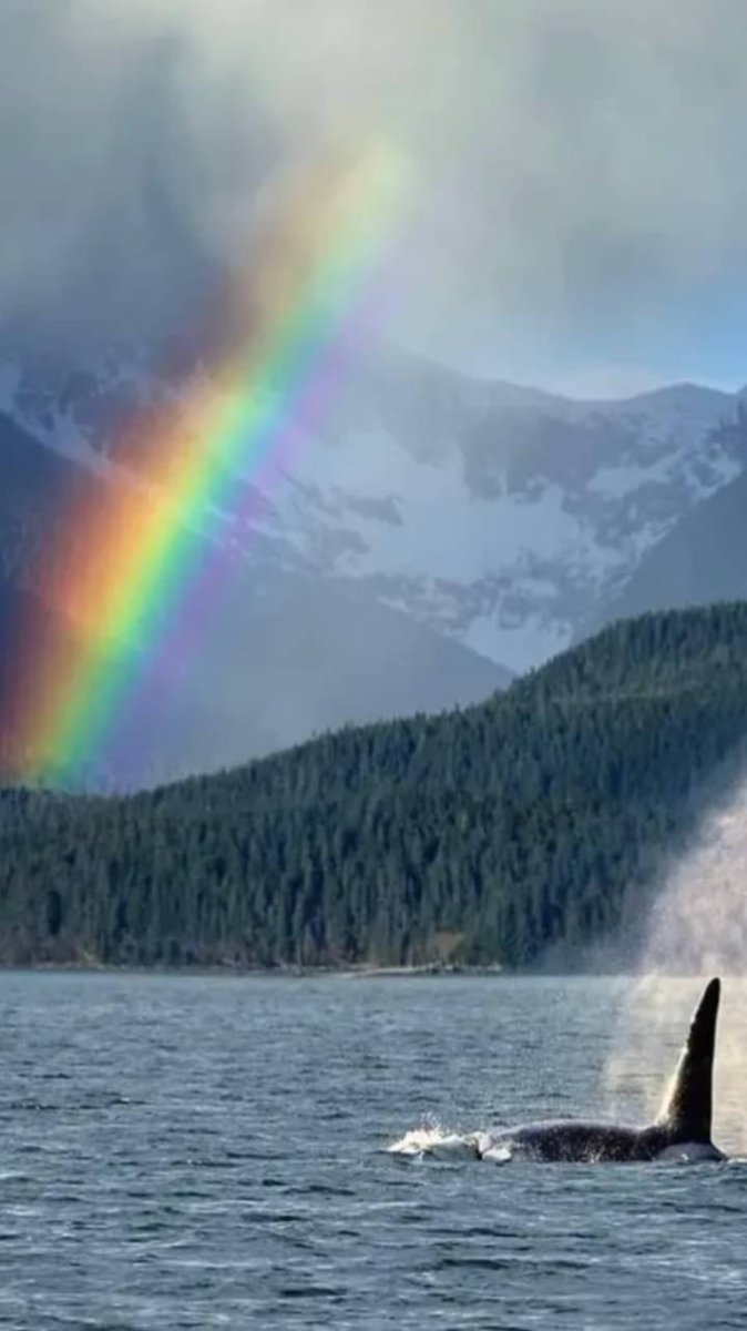 marycastro54's tweet photo. #Alask 🌈🏔️💦🐳💦 https://t.co/AQw0RhVx6v