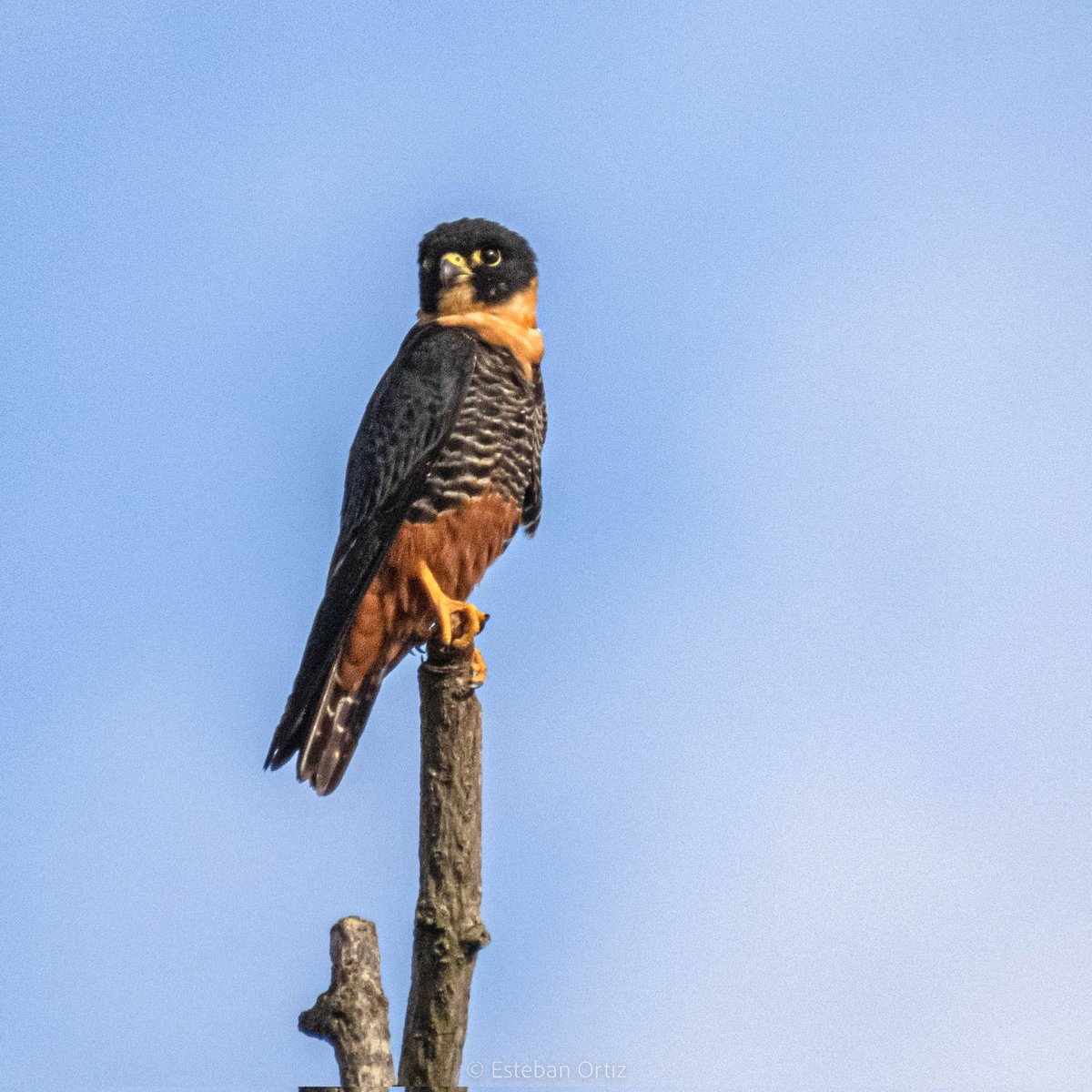 estortiz's tweet photo. @DagmaOficial Hay que trabajar mucho para evitar que lo ambiental desaparezca. Este halcón murcielaguero es raro ver y hace unos días la observe en la nueva cuenca del río Lilly. https://t.co/iFTeGSlIAp