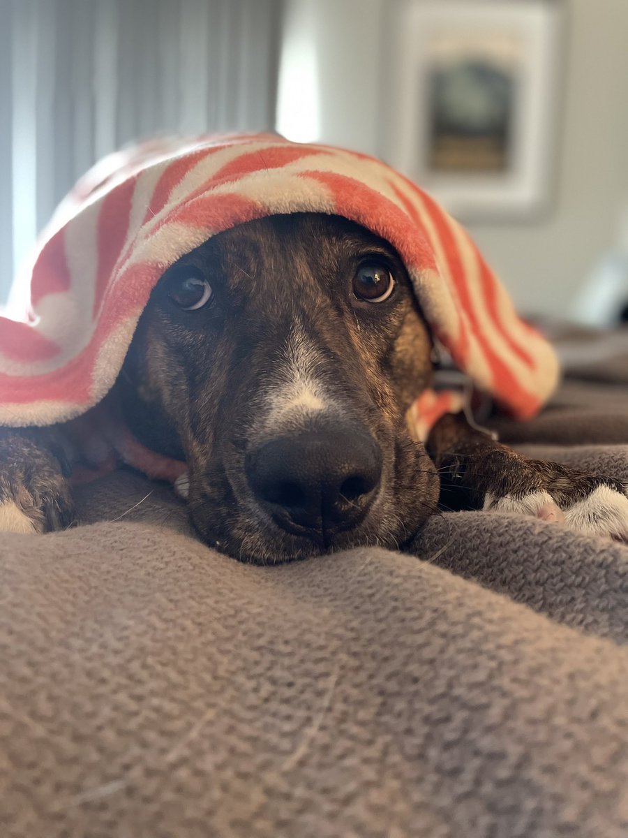 adbrat's tweet photo. @Phil_Sledge she’s NOT spoiled!  ❤️❤️ https://t.co/0ZbHTXaS0B