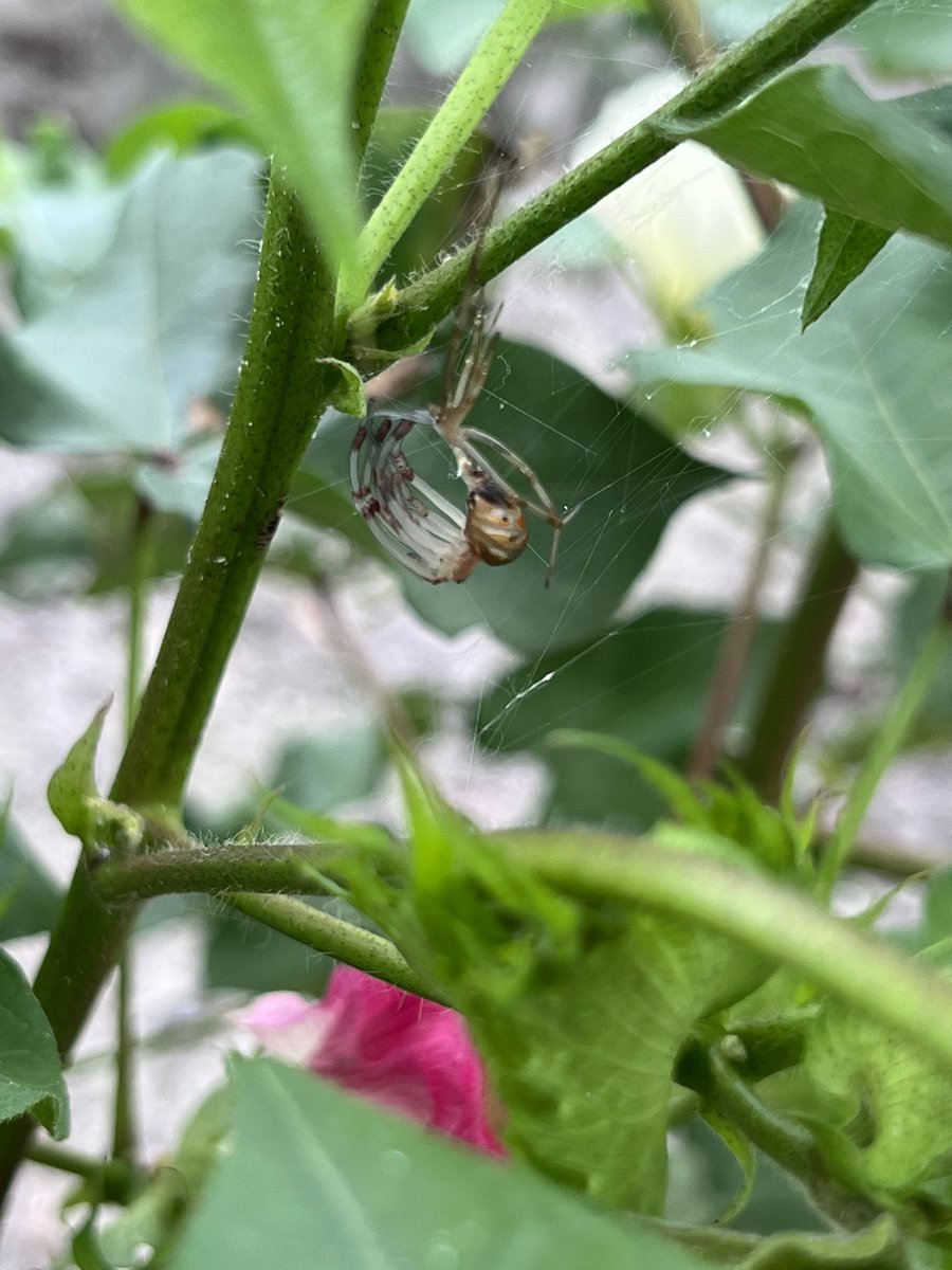 Caught a black widow in the cotton field changing clothes!