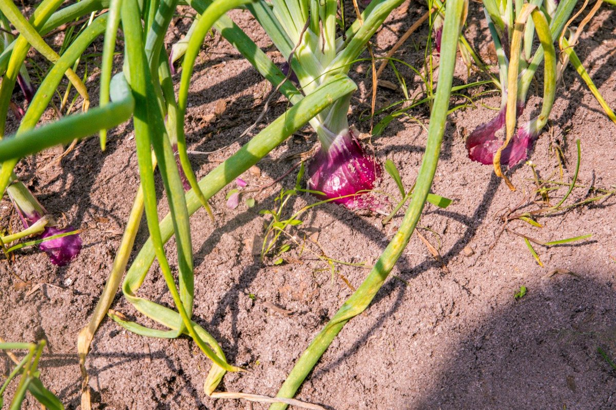 UNBenin's tweet photo. La productrice METO Pauline, présidente de la coopérative Fifonsi de Ouidah témoigne: « le #PADMAR nous a doté de motopompes, pulvérisateurs, brouettes, de petits outillages de maraîchage, de bandes perforées d’arrosage ; tout ceci a boosté la production » https://t.co/prQ2MOGmf6